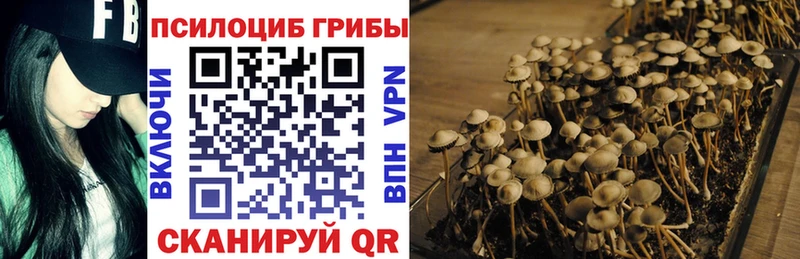 закладки  Вязьма  Псилоцибиновые грибы GOLDEN TEACHER 
